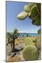 Giant Prickly Pear Cactus, South Plaza Island, Galapagos, Ecuador-Cindy Miller Hopkins-Mounted Photographic Print