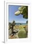 Giant Prickly Pear Cactus, South Plaza Island, Galapagos, Ecuador-Cindy Miller Hopkins-Framed Photographic Print