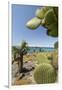 Giant Prickly Pear Cactus, South Plaza Island, Galapagos, Ecuador-Cindy Miller Hopkins-Framed Premium Photographic Print