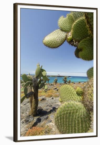 Giant Prickly Pear Cactus, South Plaza Island, Galapagos, Ecuador-Cindy Miller Hopkins-Framed Premium Photographic Print
