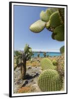Giant Prickly Pear Cactus, South Plaza Island, Galapagos, Ecuador-Cindy Miller Hopkins-Framed Premium Photographic Print