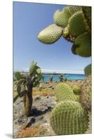 Giant Prickly Pear Cactus, South Plaza Island, Galapagos, Ecuador-Cindy Miller Hopkins-Mounted Premium Photographic Print