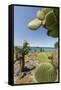 Giant Prickly Pear Cactus, South Plaza Island, Galapagos, Ecuador-Cindy Miller Hopkins-Framed Stretched Canvas