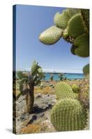 Giant Prickly Pear Cactus, South Plaza Island, Galapagos, Ecuador-Cindy Miller Hopkins-Stretched Canvas