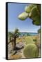 Giant Prickly Pear Cactus, South Plaza Island, Galapagos, Ecuador-Cindy Miller Hopkins-Framed Stretched Canvas