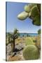 Giant Prickly Pear Cactus, South Plaza Island, Galapagos, Ecuador-Cindy Miller Hopkins-Stretched Canvas