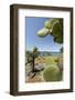 Giant Prickly Pear Cactus, South Plaza Island, Galapagos, Ecuador-Cindy Miller Hopkins-Framed Photographic Print