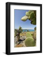 Giant Prickly Pear Cactus, South Plaza Island, Galapagos, Ecuador-Cindy Miller Hopkins-Framed Photographic Print