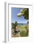 Giant Prickly Pear Cactus, South Plaza Island, Galapagos, Ecuador-Cindy Miller Hopkins-Framed Photographic Print