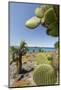 Giant Prickly Pear Cactus, South Plaza Island, Galapagos, Ecuador-Cindy Miller Hopkins-Mounted Photographic Print