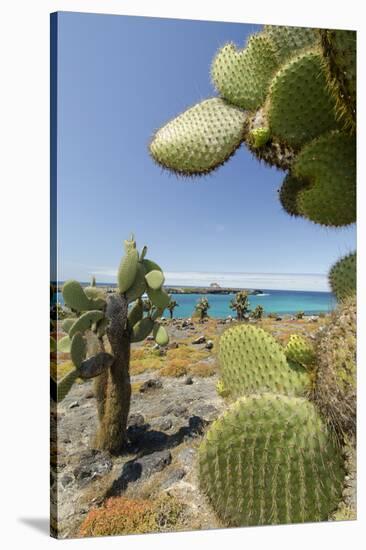 Giant Prickly Pear Cactus, South Plaza Island, Galapagos, Ecuador-Cindy Miller Hopkins-Stretched Canvas