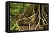 Giant Rainforest Tree Buttress Roots in Tropical-null-Framed Stretched Canvas