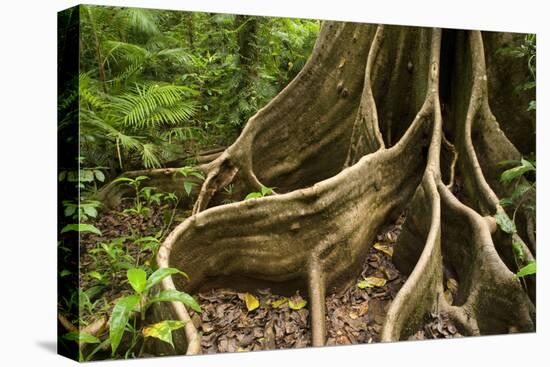 Giant Rainforest Tree Buttress Roots in Tropical-null-Stretched Canvas