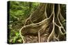 Giant Rainforest Tree Buttress Roots in Tropical-null-Stretched Canvas
