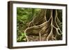 Giant Rainforest Tree Buttress Roots in Tropical-null-Framed Photographic Print