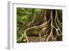 Giant Rainforest Tree Buttress Roots in Tropical-null-Framed Photographic Print