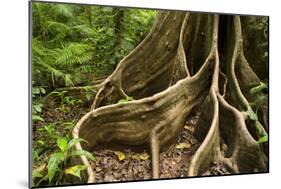 Giant Rainforest Tree Buttress Roots in Tropical-null-Mounted Photographic Print