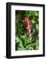 Giant red Indian paintbrush, Lakeshore Trail, Colter Bay, Grand Tetons National Park, Wyoming, USA-Roddy Scheer-Framed Photographic Print