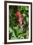 Giant red Indian paintbrush, Lakeshore Trail, Colter Bay, Grand Tetons National Park, Wyoming, USA-Roddy Scheer-Framed Photographic Print