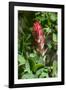 Giant red Indian paintbrush, Lakeshore Trail, Colter Bay, Grand Tetons National Park, Wyoming, USA-Roddy Scheer-Framed Photographic Print