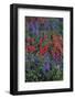 Giant Red Paintbrush and Lupine-DLILLC-Framed Photographic Print
