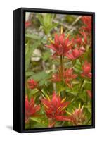 Giant red paintbrush, Copper Ridge, North Cascades NP, Washington, USA-Steve Kazlowski-Framed Stretched Canvas