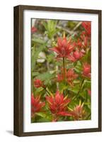 Giant red paintbrush, Copper Ridge, North Cascades NP, Washington, USA-Steve Kazlowski-Framed Photographic Print