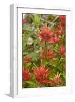 Giant red paintbrush, Copper Ridge, North Cascades NP, Washington, USA-Steve Kazlowski-Framed Photographic Print