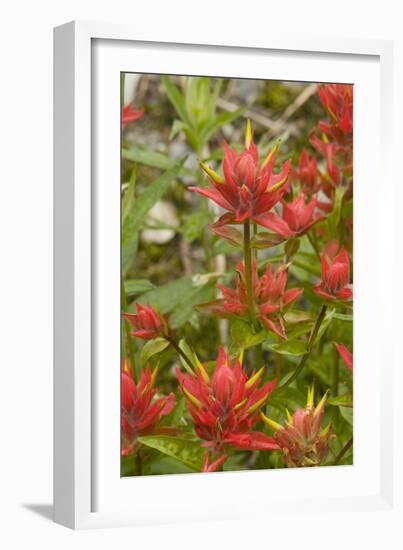 Giant red paintbrush, Copper Ridge, North Cascades NP, Washington, USA-Steve Kazlowski-Framed Photographic Print