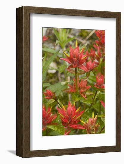 Giant red paintbrush, Copper Ridge, North Cascades NP, Washington, USA-Steve Kazlowski-Framed Photographic Print