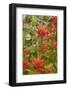 Giant red paintbrush, Copper Ridge, North Cascades NP, Washington, USA-Steve Kazlowski-Framed Photographic Print