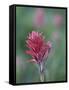 Giant Red Paintbrush (Indian Paintbrush) (Castilleja Miniata), Yellowstone National Park, Wyoming-James Hager-Framed Stretched Canvas