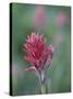Giant Red Paintbrush (Indian Paintbrush) (Castilleja Miniata), Yellowstone National Park, Wyoming-James Hager-Stretched Canvas