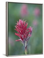 Giant Red Paintbrush (Indian Paintbrush) (Castilleja Miniata), Yellowstone National Park, Wyoming-James Hager-Framed Photographic Print