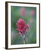 Giant Red Paintbrush (Indian Paintbrush) (Castilleja Miniata), Yellowstone National Park, Wyoming-James Hager-Framed Photographic Print