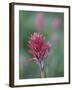 Giant Red Paintbrush (Indian Paintbrush) (Castilleja Miniata), Yellowstone National Park, Wyoming-James Hager-Framed Photographic Print