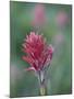 Giant Red Paintbrush (Indian Paintbrush) (Castilleja Miniata), Yellowstone National Park, Wyoming-James Hager-Mounted Photographic Print