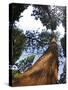 Giant Redwood (Sequoiadendron Giganteum), Royal Botanic Gardens, Kew, London, England, UK, Europe-Peter Barritt-Stretched Canvas