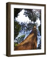 Giant Redwood (Sequoiadendron Giganteum), Royal Botanic Gardens, Kew, London, England, UK, Europe-Peter Barritt-Framed Photographic Print