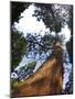 Giant Redwood (Sequoiadendron Giganteum), Royal Botanic Gardens, Kew, London, England, UK, Europe-Peter Barritt-Mounted Photographic Print