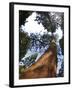 Giant Redwood (Sequoiadendron Giganteum), Royal Botanic Gardens, Kew, London, England, UK, Europe-Peter Barritt-Framed Photographic Print