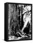 Giant Redwood Tree with Woman Sitting at Base of Trunk-null-Framed Stretched Canvas