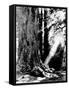 Giant Redwood Tree with Woman Sitting at Base of Trunk-null-Framed Stretched Canvas