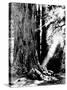 Giant Redwood Tree with Woman Sitting at Base of Trunk-null-Stretched Canvas