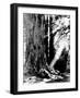 Giant Redwood Tree with Woman Sitting at Base of Trunk-null-Framed Photographic Print