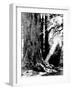 Giant Redwood Tree with Woman Sitting at Base of Trunk-null-Framed Photographic Print
