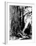 Giant Redwood Tree with Woman Sitting at Base of Trunk-null-Framed Photographic Print