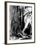 Giant Redwood Tree with Woman Sitting at Base of Trunk-null-Framed Photographic Print