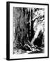 Giant Redwood Tree with Woman Sitting at Base of Trunk-null-Framed Photographic Print