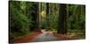 Giant Redwood trees along a forest, Humboldt Redwoods State Park, California, USA-null-Stretched Canvas